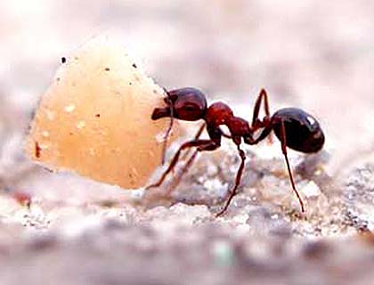 Stealing Contentment