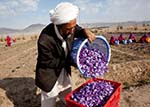 Saffron - A Substitute for Poppy