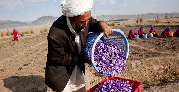 Saffron - A Substitute for Poppy