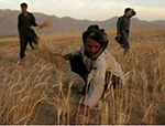 MoAL Calls on Private  Investors to Further Invest in Afghanistan