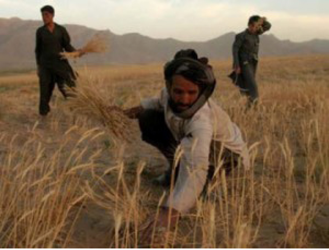 MoAL Calls on Private  Investors to Further Invest in Afghanistan