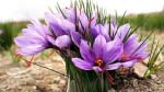 Herat Farmers to Make Afs 500mn  This Year from Saffron Business
