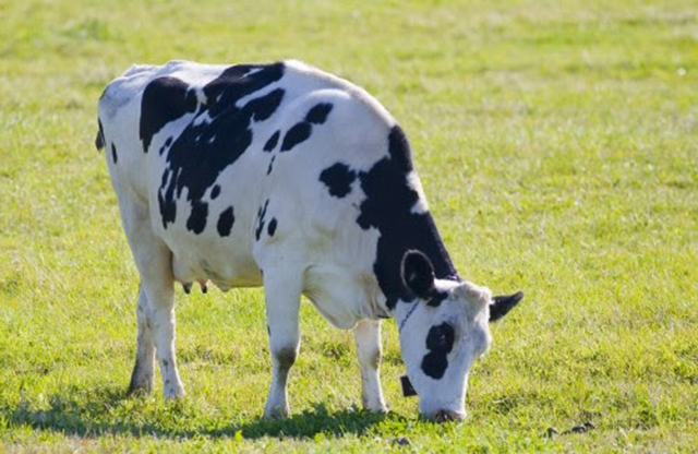 The Holy Cow!