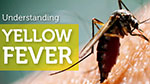 The Return of Yellow Fever 
