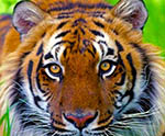 Bringing the Caspian Tiger Back to Life