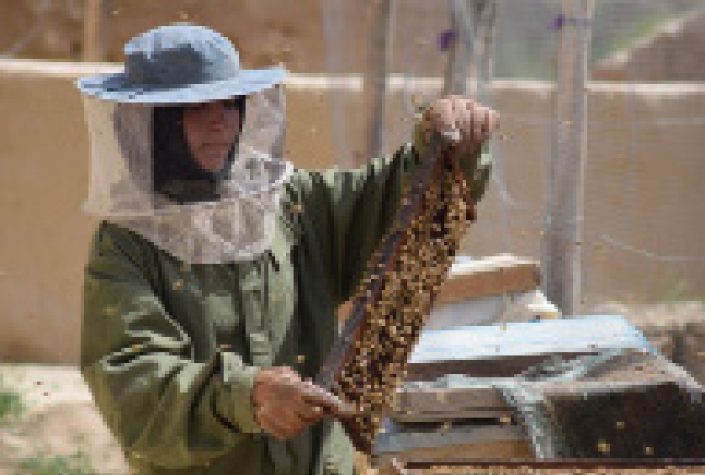 Busy Bees Turn Afghan Schoolgirl into an Entrepreneur 
