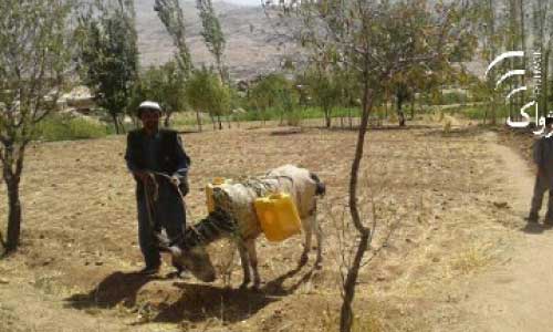 Cold Weather, Drought  Hamper Agriculture in Daikundi