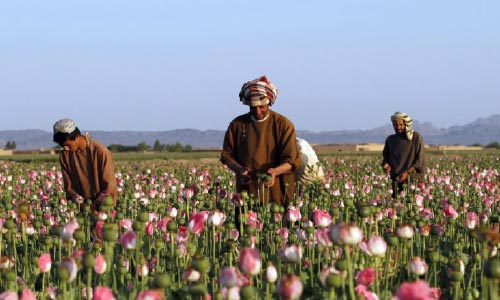 UN: Afghan  Opium Cultivation  Down 20 Percent