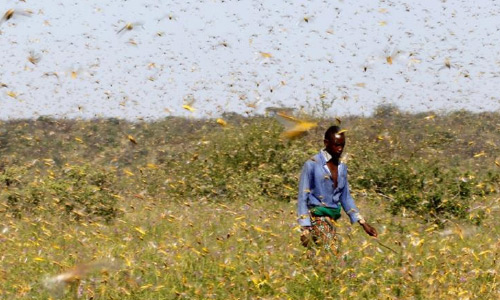 East Africa Locust Outbreak Sparks  Calls for International Help