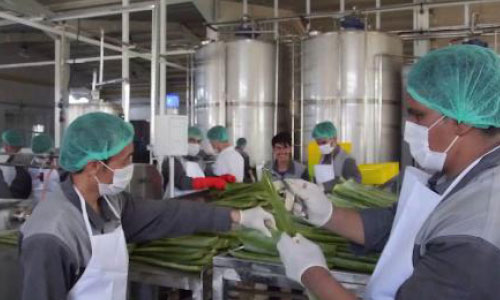 Aloe Vera Processing Plant Inaugurated in Herat