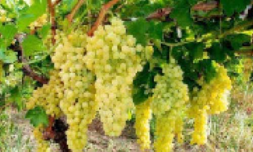Fruits, Grain, Wheat  Harvests Increase in Kunduz