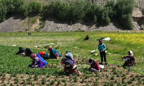 For Bamyan Girls, Education  Is a Dream Gone Awry