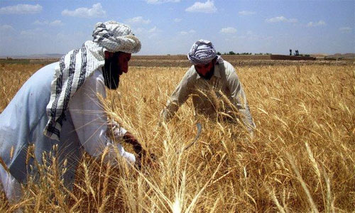 Optimism and Challenges of  Agriculture Industry in Afghanistan 
