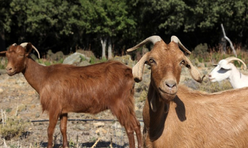 Tens of Thousands of Goats Munch  Greek Island into Crisis