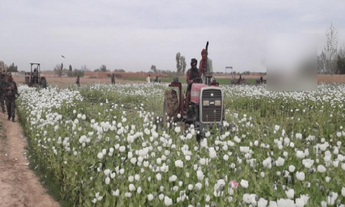 Helmand Wheat Farmers  Turn to Poppies Again