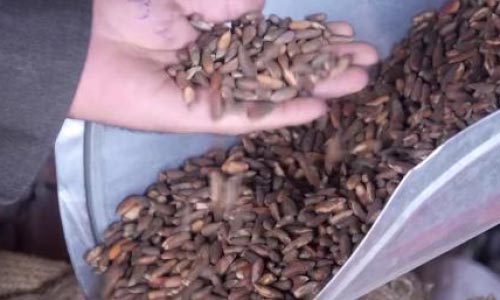Afghanistan Exports 1,000  Tons of Pine Nuts to China
