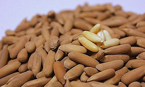 Small Pine Nuts, Great Friendship
