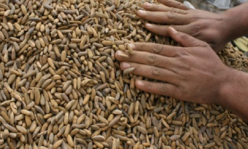 Pine Nuts Harvest: Hundreds Find Jobs in Khost