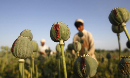 Afghanistan’s Opium  Production Down by 25pc