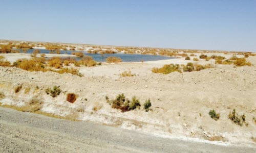 Nimroz Farmers in Despair  as Drought Kills Livestock