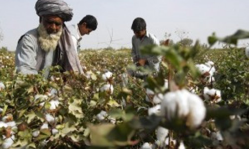 Afghanistan Cotton Production Shows Up to 21% Increase