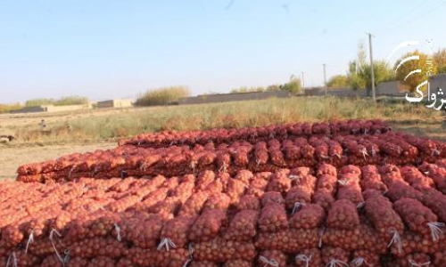 Sar-I-Pul Farmers Happy  with Increased Onion Yield