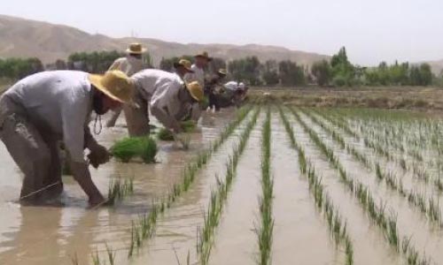 Afghanistan Rice Production  Increases by Four Percent