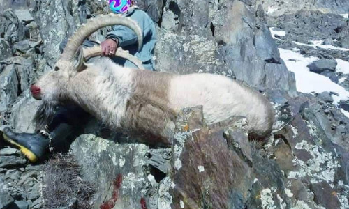 4 Scarce Mountain Goats Hunted in Salang District Mountains