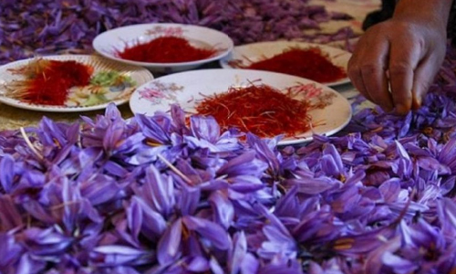 Clashes Over Picking Saffron Flowers Leave Two People Dead