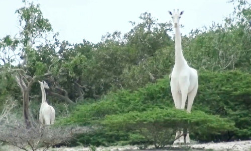 Rare White Giraffes Killed by Poachers  in Kenya: Conservationists