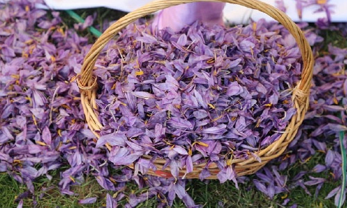 Over 20 Tons of Saffron Harvested