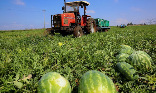 Israeli Researchers Develop Method to  Turn Watermelon Waste into Fuel