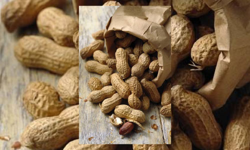 Peanut Farmers in Helmand Estimate 23,000 Metric Ton Yield