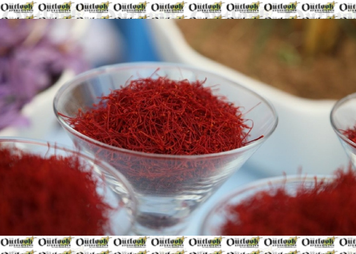 Saffron Harvest Yields Impressive  21 Tons This Year