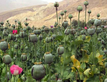 Muqbil Wants Pace of Anti-Poppy Drive Accelerated 