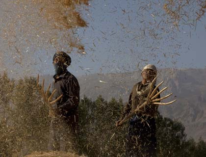 Bamyan Wheat   Production Drops