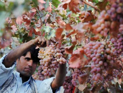 Afghanistan’s Abandoned Agriculture Products