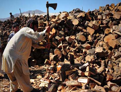 100 Hectares of Kunduz Forests Lost in 3 Years 